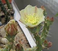 Opuntia chaffeyi