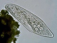 Paramecium caudatum (Ciliophora)