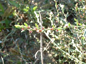 Polygonum aviculare