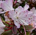 Rhododendron racemosum