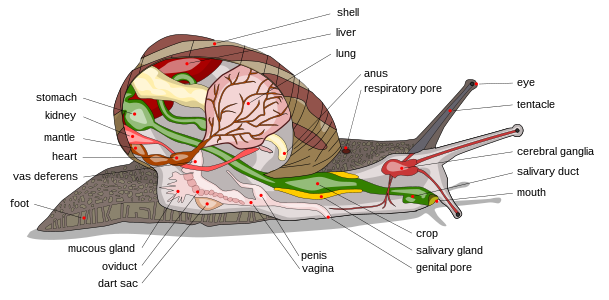 Anatomy of a land snail, by Al2
