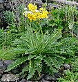 Sonchus acaulis