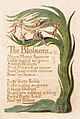 Songs of Innocence, copy B, 1789 (Library of Congress), object 28 The Blossom ‎