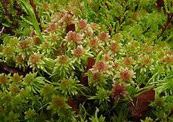 Uma masse de Sphagnum cuspidatum.