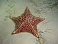 Regular Oreaster reticulatus, symmetrical five-pointed star