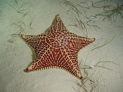 Étoile-coussin (Oreaster reticulatus)