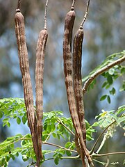 Capsule de Moringa oleifera.