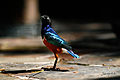 Superb starling