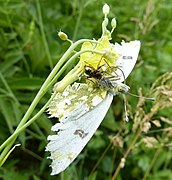 Synema globosum capturant un papillon.