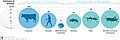 Image 6Biomass distribution of humans, livestock, and other animals (from Livestock)