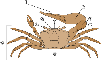 Représentation schématique de l'anatomie d'un crabe