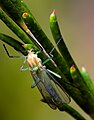 About 5mm long, cropped, softbox setup again