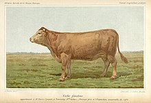 Illustration colorisée d'une vache à robe froment vue latéralement.