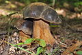 Boletus aereus