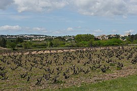 Vieille vigne en gobelet