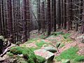 Old path to the Stangenklippe crag