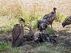 White-backed vultures feeding on a carcass of a wildebeest