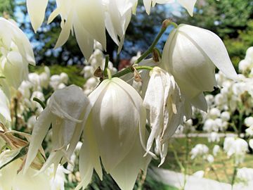 Close-up of hanging flowers