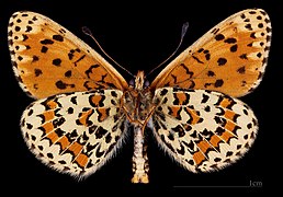 Melitaea trivia ♂ △