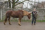 Cheval Novoalexandrovsk de robe alezan aux crins lavés à Kyyinka, dans l'oblast de Tchernihiv en Ukraine.