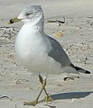 Ring-billed Gull at St. George Island State Park, Florida.