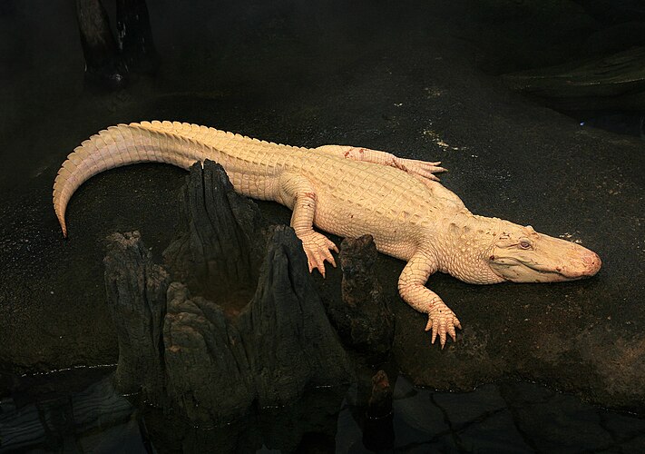 Американский аллигатор-альбинос (Alligator mississippiensis) в Калифорнийской Академии наук