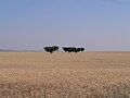 Campos de trigo no Baixo Alentejo