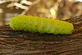Caterpillar of the Polyphemus moth (Antheraea polyphemus), Virginia, United States