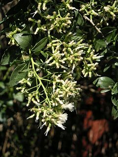 Description de l'image Baccharis_halimifolia.jpg.