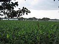 Banana fields near Kallanai dam