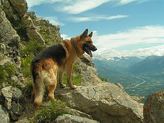 Un berger allemand, ou berger alsacien, en montagne. (définition réelle 2 048 × 1 536)