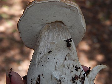 Boletus edulis