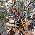 C. giganteum, young foliage and flower