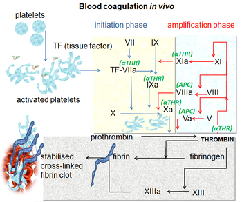 Imagine showing the coagulation, which includes a group of proteins that regulate clots. DVT risk can be altered by abnormalities in the cascade.
