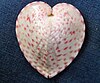 The heart cockle (Corculum cardissa)