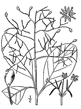 Cotinus obovatus