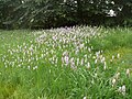 Dactylorhiza fuchsii Habitat