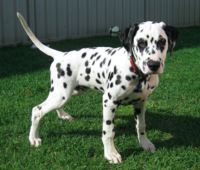 A four-month-old Dalmatian