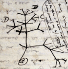 Darwin's first sketch of an evolutionary tree
