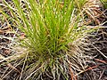 Deschampsia elongata