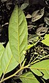 Underside of leaf