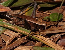 Eneoptera surinamensis