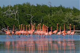 Phoenicopterus ruber