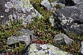 Flora on Mount Albert