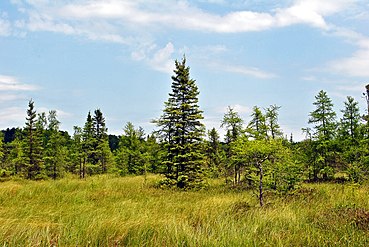 Black spruce and tamarack muskeg at the north end of Grandma Lake