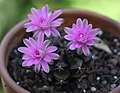 An example of Gymnocalycium anisitsii in bloom.]