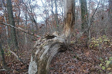 Indian Tree Marker