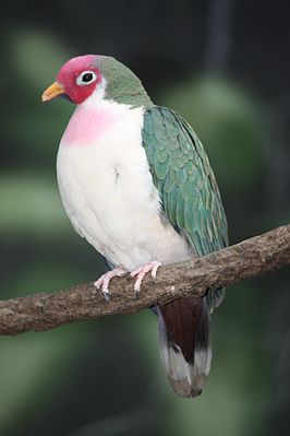 Розовоголовый пёстрый голубь (Ptilinopus jambu)