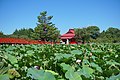 鏡ヶ池と胸肩神社