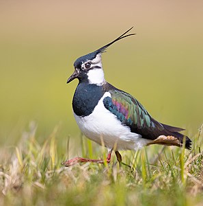 35. Platz: Hauke Roy mit Kiebitzmännchen (Vanellus vanellus) im Prachtkleid im NSG Ochsenmoor